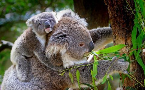 情侣树袋熊式抱法图片 树袋熊抱情侣照片