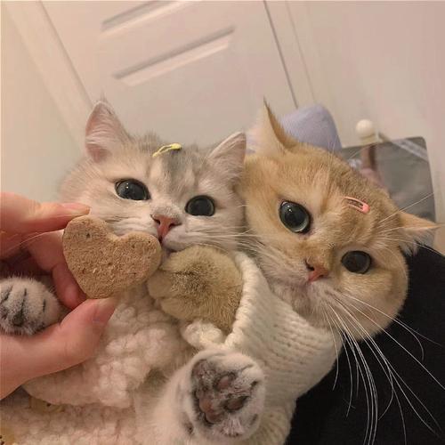 猫情侣图片 情侣图片一对可爱