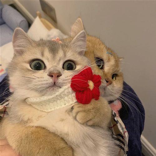 猫情侣图片 情侣图片一对可爱