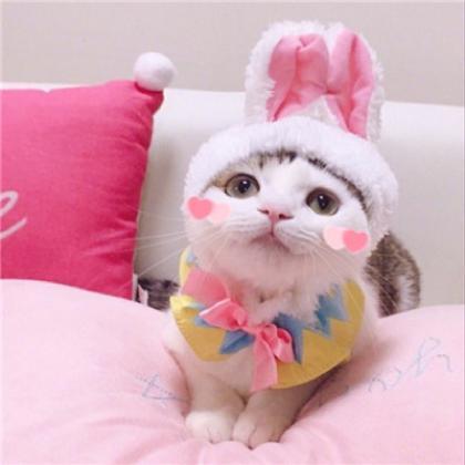 情侣猫图片一男一女 情侣图片一对可爱