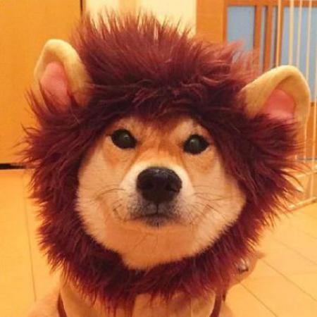 情侣狗狗图片一对 小狗情侣图片