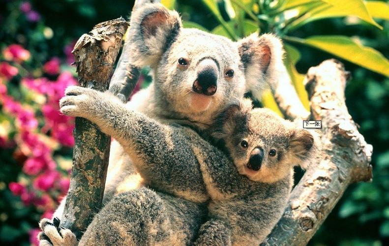 树袋熊抱情侣图片 情侣树袋熊式抱法图片卡通