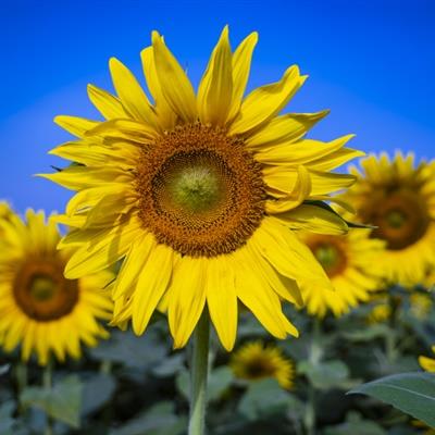 微信头像用什么好 微信头像用什么比较好