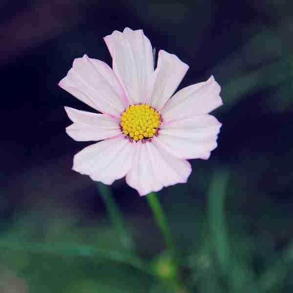 微信头像用什么好 微信头像用什么比较好