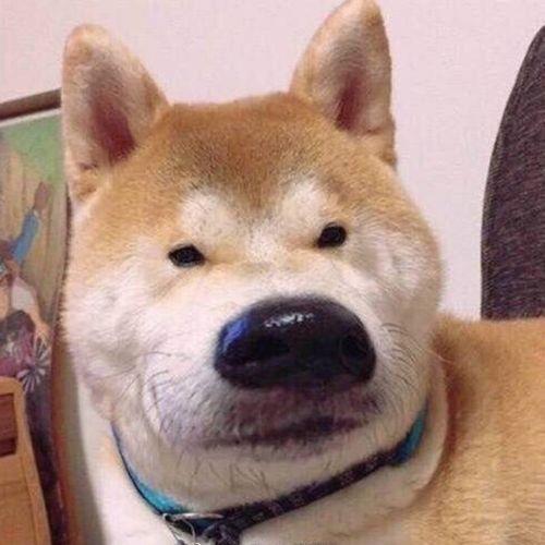 搞笑沙雕头像 搞笑的沙雕头像