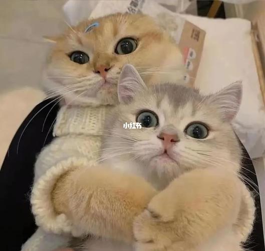 情侣头像猫咪 情侣头像猫咪图片卡通可爱