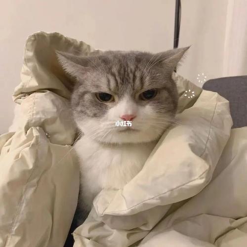 情侣头像猫咪 情侣头像猫咪图片卡通可爱