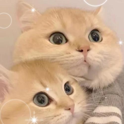 情侣头像猫咪 情侣头像猫咪图片卡通可爱