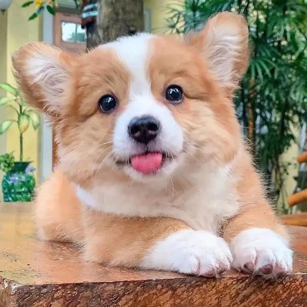 可爱小狗头像 可爱小狗头像图片萌