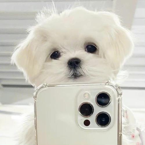 可爱小狗头像 可爱小狗头像图片萌