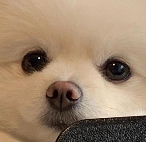 可爱小狗头像 可爱小狗头像图片萌