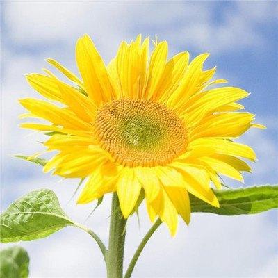 唯美微信头像 2022唯美微信头像图片