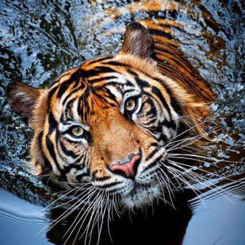 老虎头像图片 老虎头像