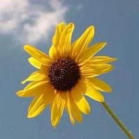 50岁女人微信头像用哪类好 50岁的女人用什么头像好看