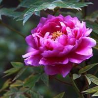 50岁女人微信头像用哪类好 50岁的女人用什么头像好看