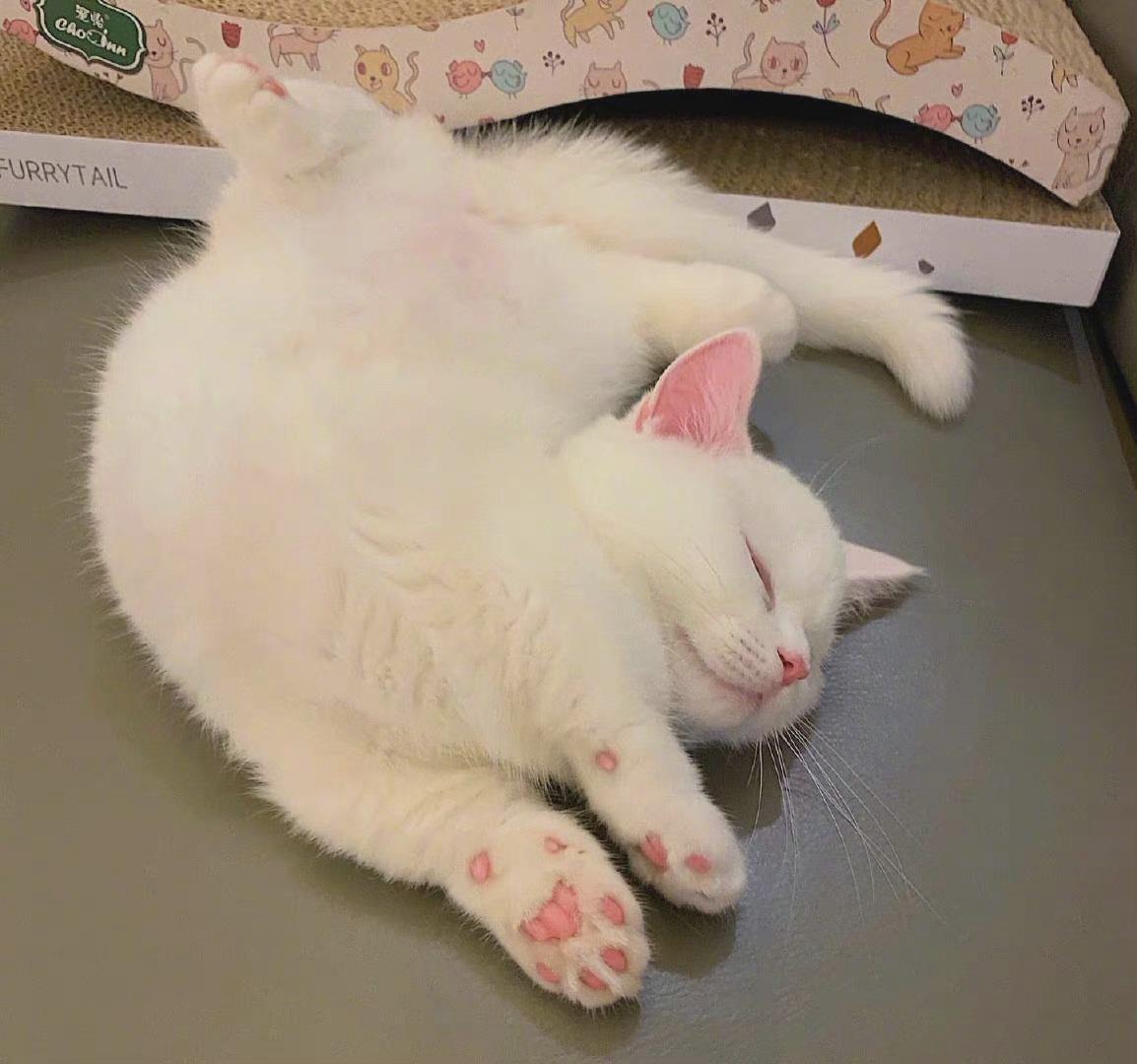 超萌可爱的猫图片 微信小猫咪头像图片大全
