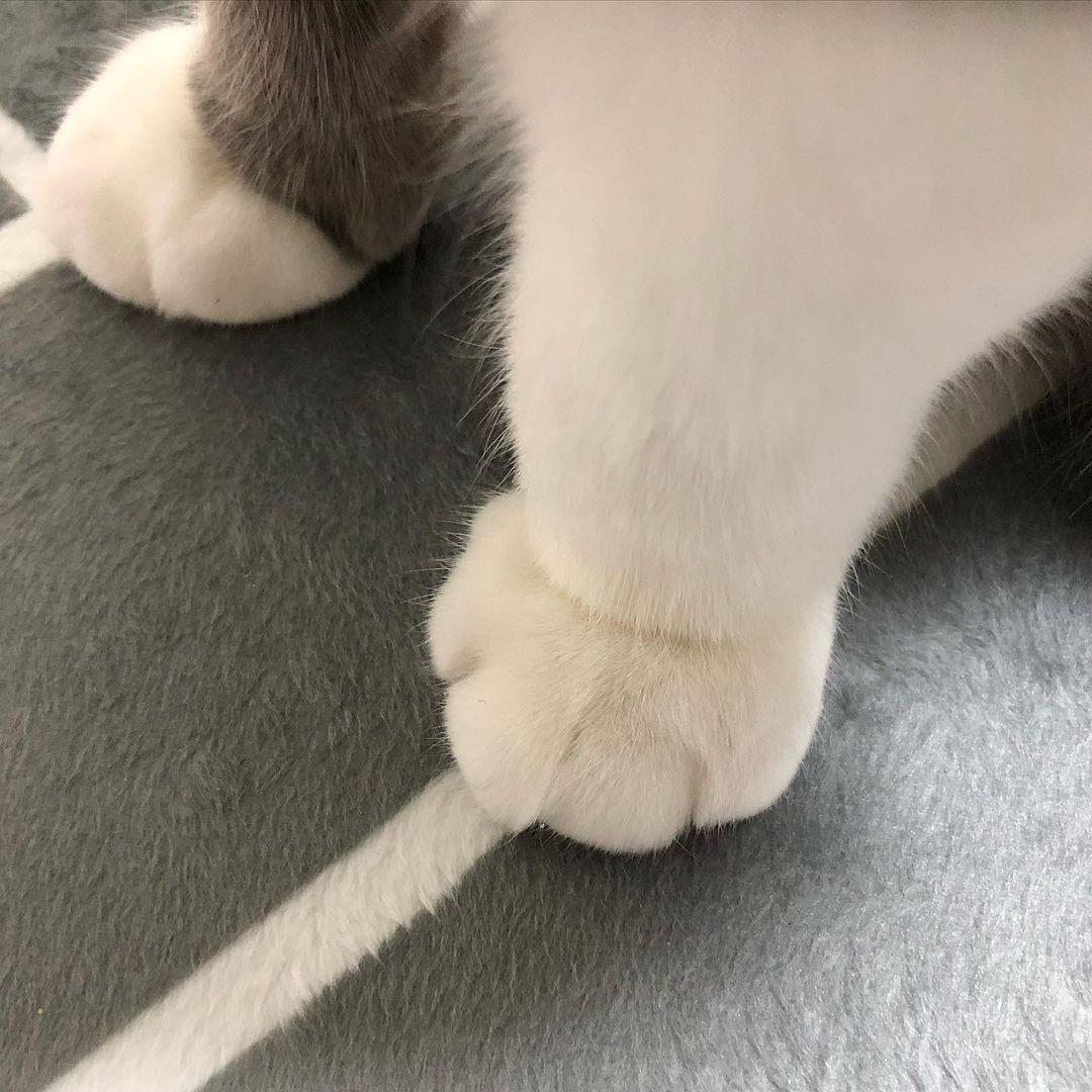 超萌可爱的猫图片 微信小猫咪头像图片大全