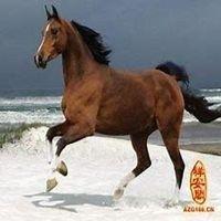 马的微信头像 微信头像图片大全