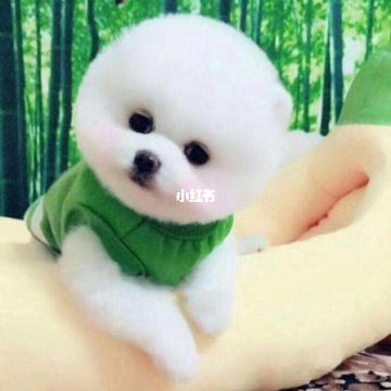 适合当头像的狗狗图片 好看的狗头头像图片