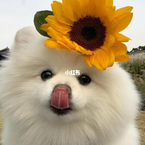 适合当头像的狗狗图片 好看的狗头头像图片