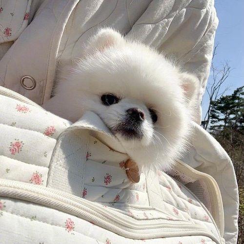 适合当头像的狗狗图片 好看的狗头头像图片