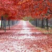 用什么做微信头像最好 可以做微信头像的图片