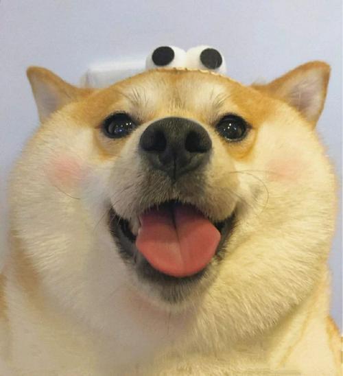 可爱的动物头像 可爱的动物头像图片卡通