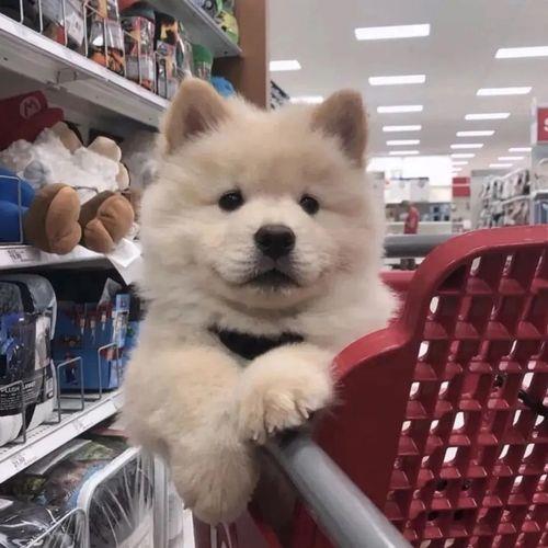 可爱的动物头像 可爱的动物头像图片卡通