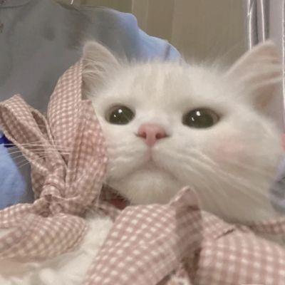 可爱的动物头像 可爱的动物头像图片卡通