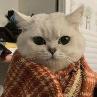 可爱的动物头像 可爱的动物头像图片卡通