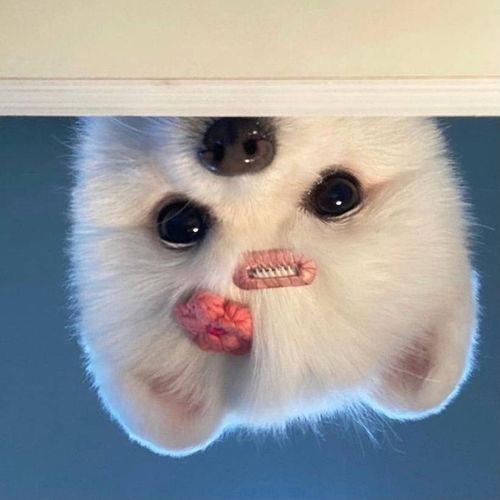 可爱的动物头像 可爱的动物头像图片卡通