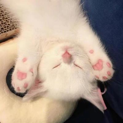 可爱的动物头像 可爱的动物头像图片卡通