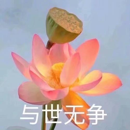 莲花头像微信 适合做微信头像的莲花图片唯美