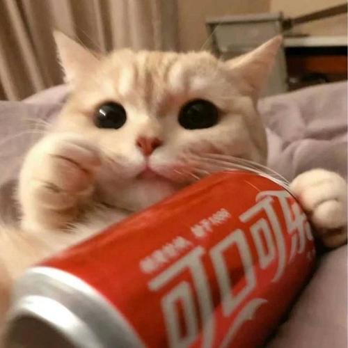猫咪头像男生用 qq猫咪头像的男生头像