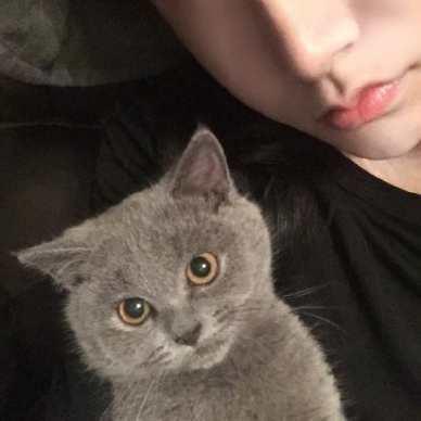 猫咪头像男生用 qq猫咪头像的男生头像