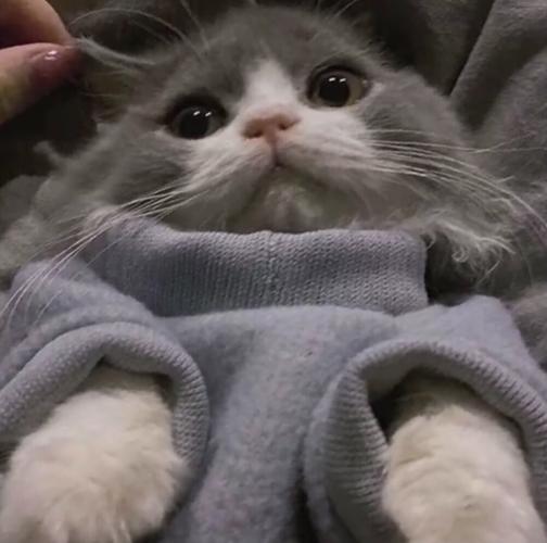 猫咪头像男生用 qq猫咪头像的男生头像