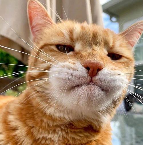 猫咪头像男生用 qq猫咪头像的男生头像