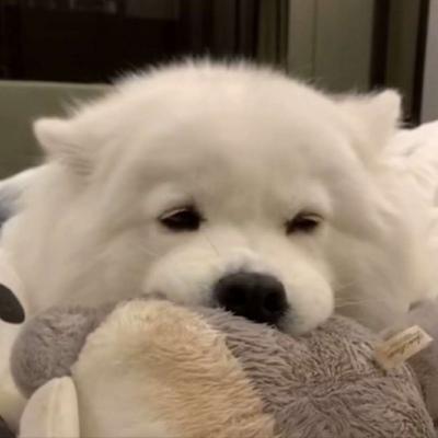 狗狗头像图片蠢萌 狗狗呆萌头像