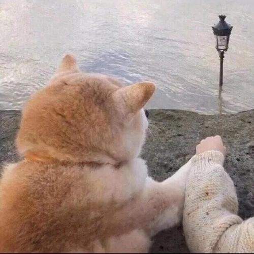 猫狗情侣头像 情侣头像猫猫狗狗图片