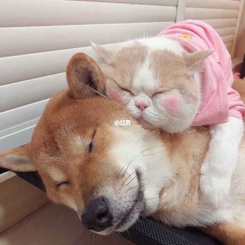 猫狗情侣头像 情侣头像猫猫狗狗图片