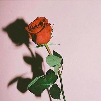 手机头像图片微信 手机头像微信头像图片