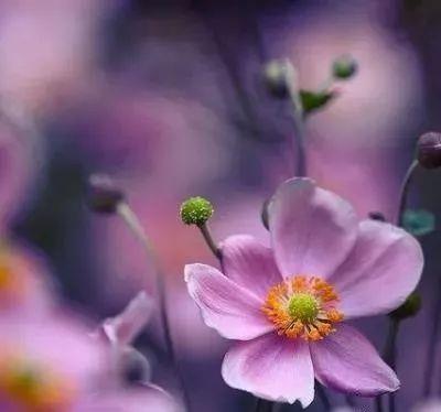 女士微信头像图片高雅 高雅微信头像最新图片大全