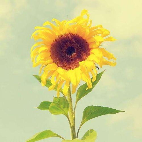 微信头像照片 头像微信头像图片