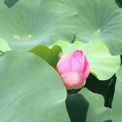 中年女人高雅微信头像 微信头像中年女士气质唯美