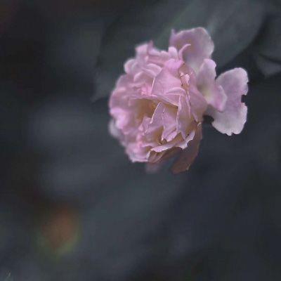 中年女人高雅微信头像 微信头像中年女士气质唯美