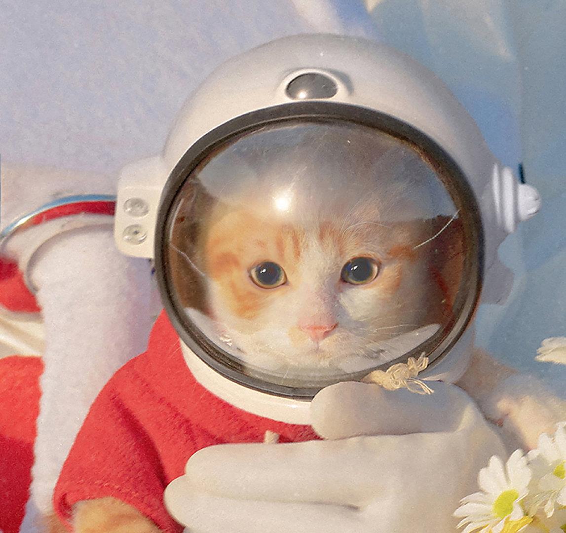 2022可爱猫咪情侣头像一对两张 虎年猫咪情头