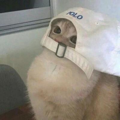 又沙雕又可爱的头像 有哪些可爱又沙雕的头像