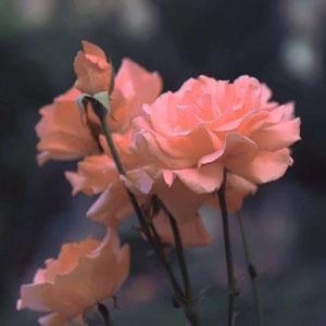 中年妇女头像 中年女人头像图片微信头像