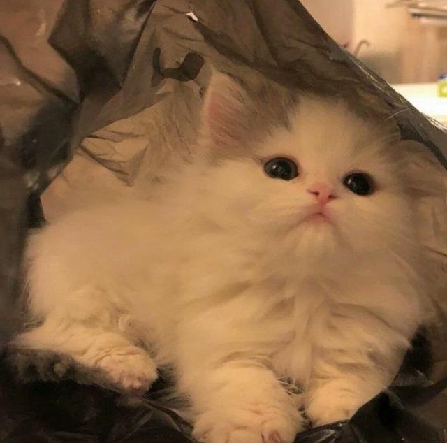 动物可爱的头像图片 2月最新微信动物头像图片大全