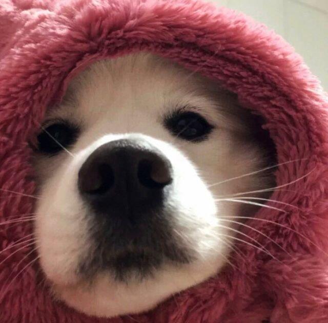 动物可爱的头像图片 2月最新微信动物头像图片大全